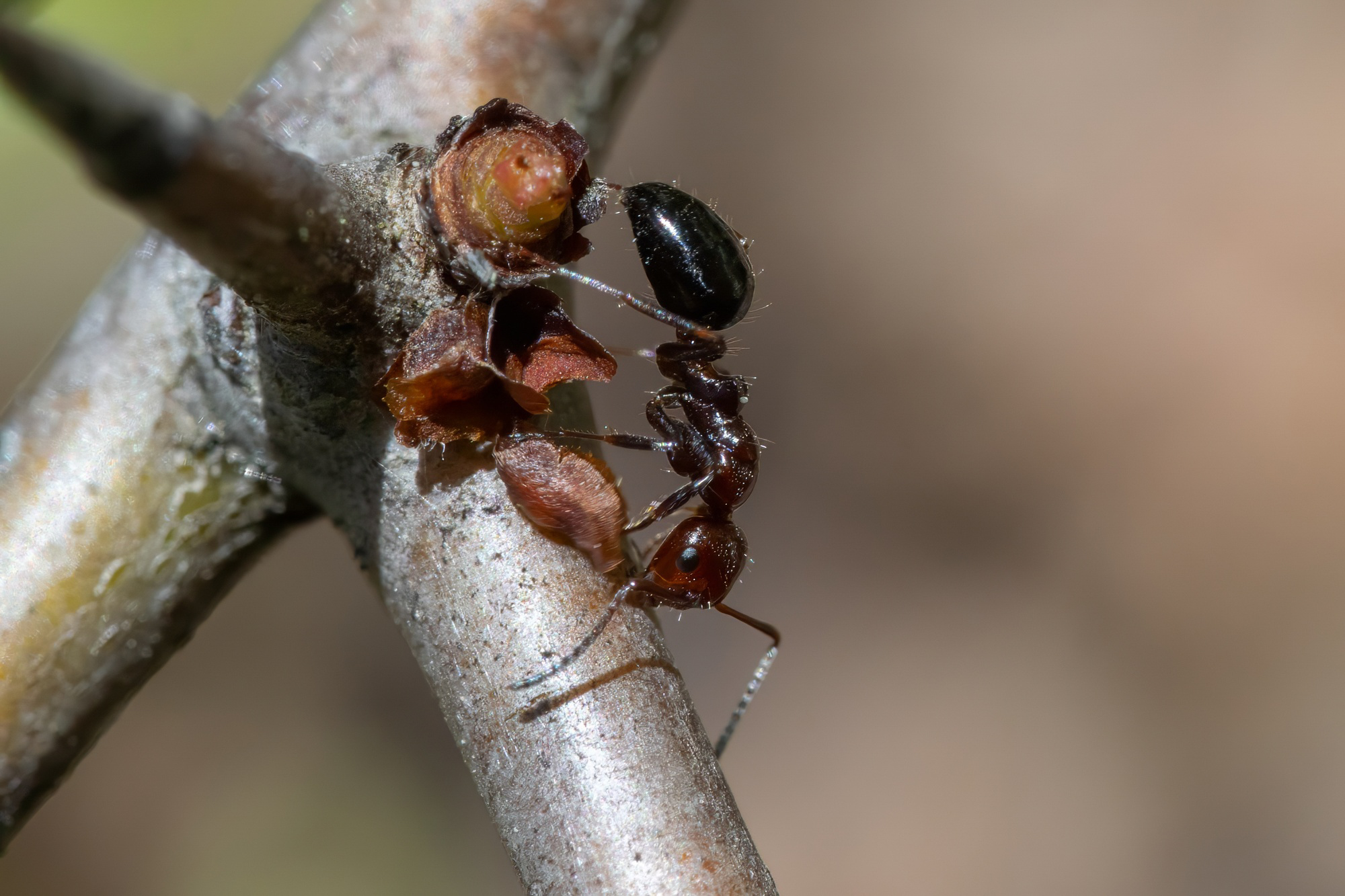 Camponotus lateralis